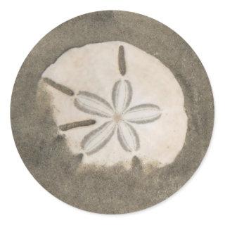 Sand dollar (Echinarachnius parma) Classic Round Sticker