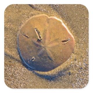 Sand Dollar Revealed On Beach | Hilton Head Island Square Sticker
