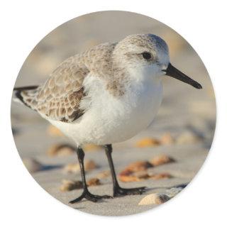 Sand Piper and Seashells Classic Round Sticker