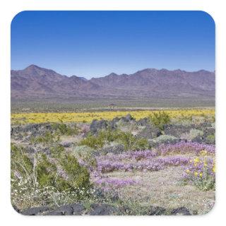 Sand Verbena & Desert Gold at Amboy Crater, CA, Square Sticker