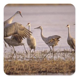 Sandhill Cranes Grus canadensis) Platte Square Sticker