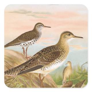 Sandpipers Vintage Bird Illustration Square Sticker