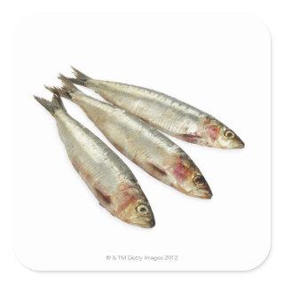Sardines (Pilchards) Square Sticker