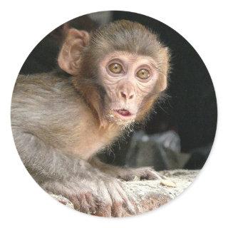 Scared monkey with big eyes round sticker