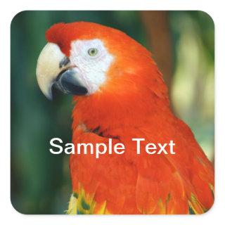 Scarlet Macaw Square Sticker