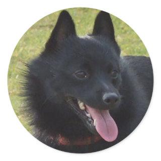 Schipperke Classic Round Sticker