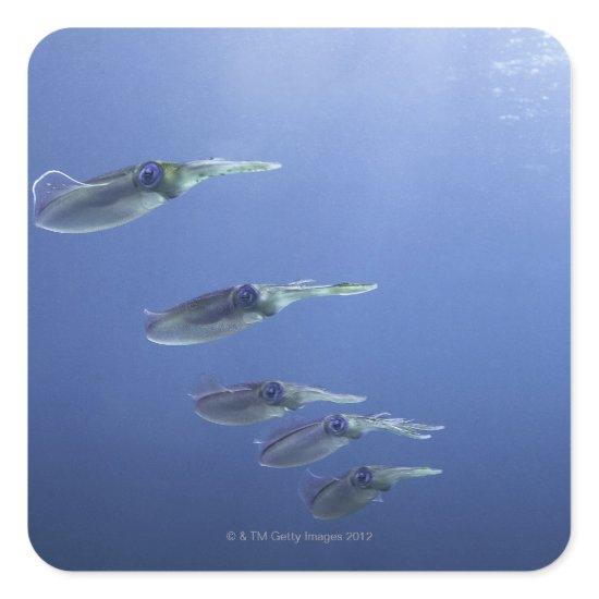School of squid in the Caribbean Square Sticker
