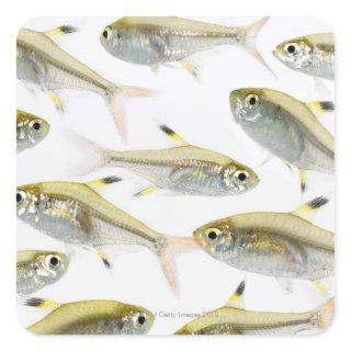 School of X-ray tetra fish (Pristella Square Sticker