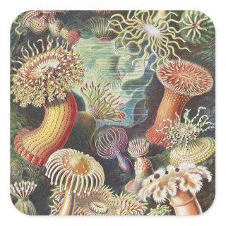 Sea Anemones, Actiniae Seeanemonen Ernst Haeckel Square Sticker