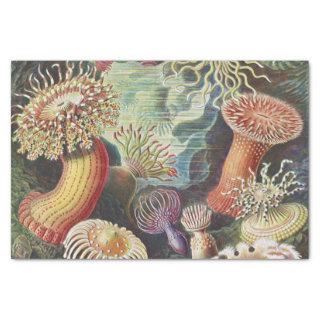 Sea Anemones, Actiniae Seeanemonen Ernst Haeckel Tissue Paper