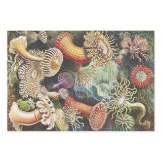 Sea Anemones, Actiniae Seeanemonen Ernst Haeckel  Sheets
