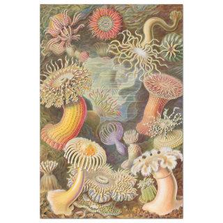 Sea Anemones Ernst Haeckel  Decoupage Tissue Paper