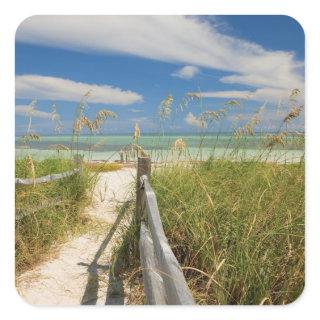 Sea oats Uniola paniculata) growing by beach, Square Sticker
