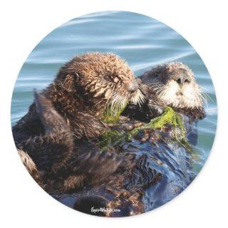 Sea Otter mother and pup with kelp Classic Round Sticker