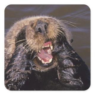Sea Otters, Enhydra lutris 6 Square Sticker