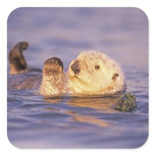 Sea Otters, Enhydra lutris Square Sticker