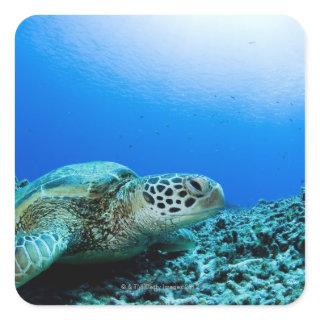 Sea turtle resting underwater square sticker