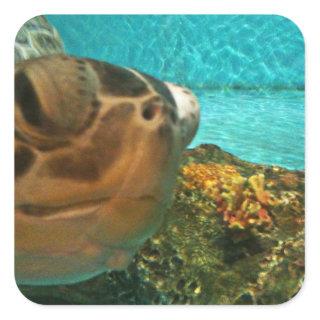 Sea Turtle Surprise Square Sticker