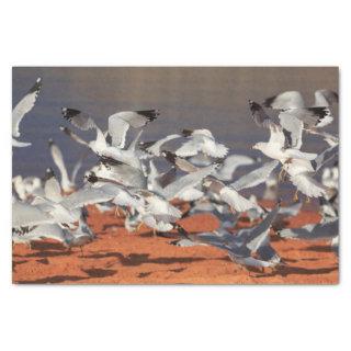 Seagulls Beach Tissue Paper