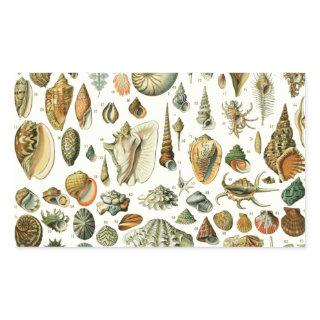 Seashell Shell Mollusk Clam Elegant Classic Art Rectangular Sticker