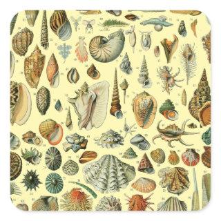 Seashell Shell Mollusk Clam Elegant Classic Art Square Sticker