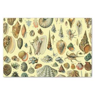 Seashell Shell Mollusk Clam Elegant Classic Art Tissue Paper