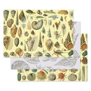 Seashell Shell Mollusk Clam Elegant Classic Art  Sheets