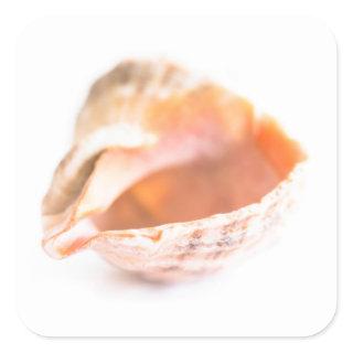 Seashell Square Sticker