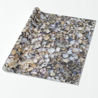 Seashells background