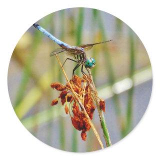 Sedge grass, and Dragonfly Classic Round Sticker