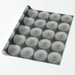 Seeding Dandelion Flower