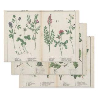 Set of three antique botanical art print   sheets