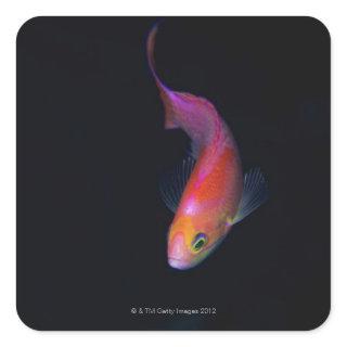 Sharpfin seabass 2 square sticker
