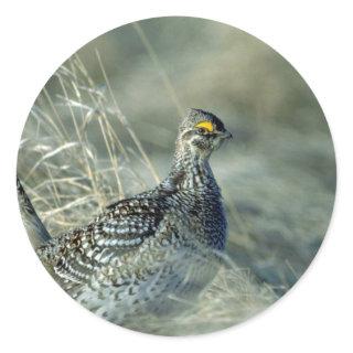 Sharptailed grouse classic round sticker