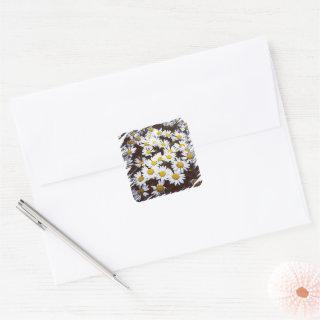 Shasta Daisies Photograph Square Sticker
