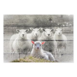 Sheep Flock Baby Lamb  Sheets