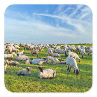 Sheep in Pasture Square Sticker