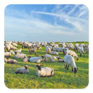 Sheep in Pasture Square Sticker