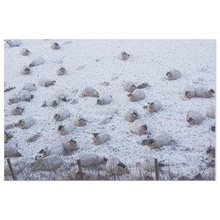 Sheep in snow tissue paper