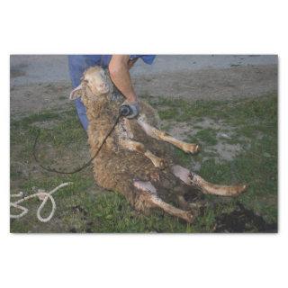 Sheep Shearing Tissue Paper