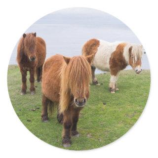 Shetland Pony on Pasture Near High Cliffs Classic Round Sticker