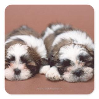 Shih Tzu Square Sticker