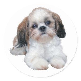 Shih Tzu Sticker