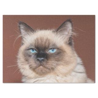 Siamese cat tissue paper