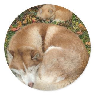 Siberian Husky & German Klein Spitz Pomeranian Classic Round Sticker