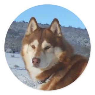 siberian-husky-red and white classic round sticker