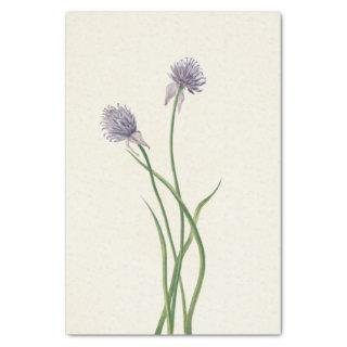 Siberian Onion by Mary Vaux Walcott Tissue Paper