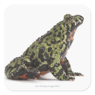 Side View of an Oriental Fire Bellied Toad Square Sticker