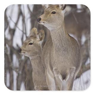Sika Deer Doe and Young, Hokkaido, Japan Square Sticker