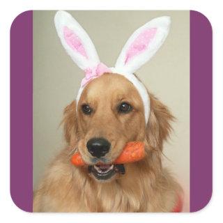 SIlly Golden Retriever dog with Easter Bunny ears Square Sticker